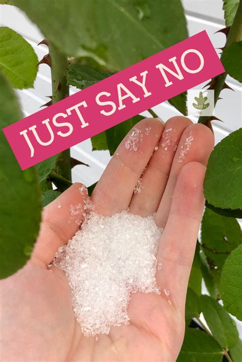 Epsom Salt for Plants: Don't Do It | Epsom salt for plants, Epsom salt fertilizer, Epsom salt ...