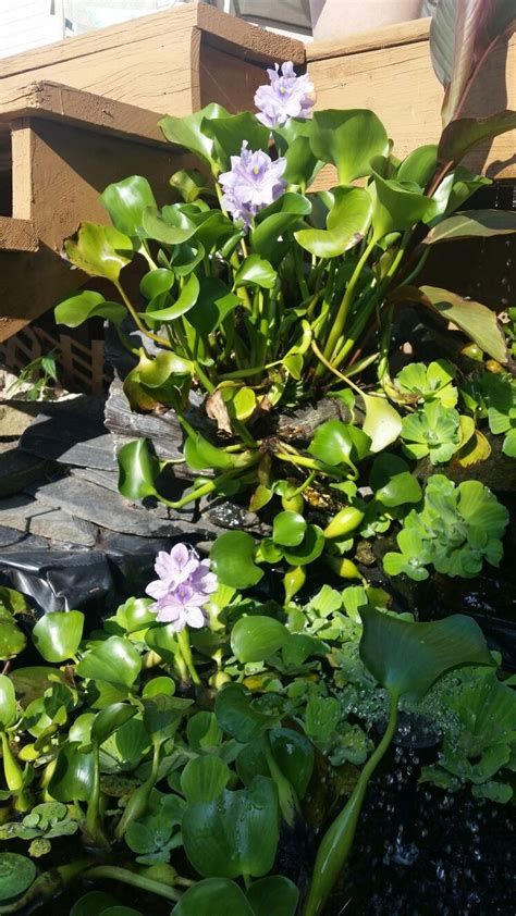 Water Hyacinth In Bloom in my pond | Plants, Water hyacinth, Pond