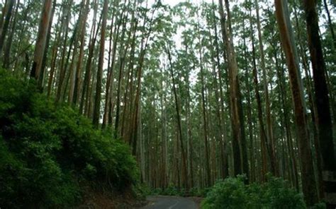 Pine forest in #Ooty, It is a small downhill region where #PineTrees are arranged in an orderly ...