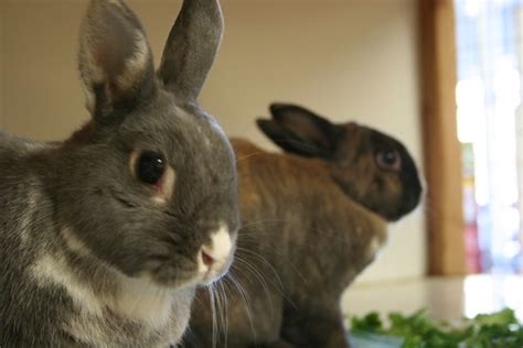 Petco Bunnies