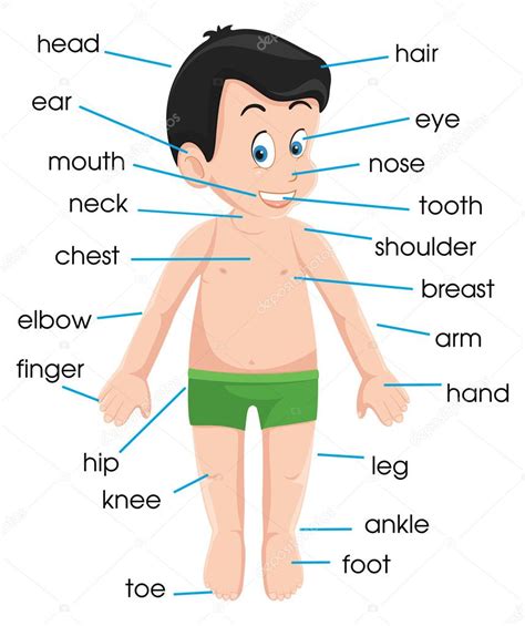 Body Parts Outline Images For Kids Esl printable body parts vocabulary worksheets picture ...