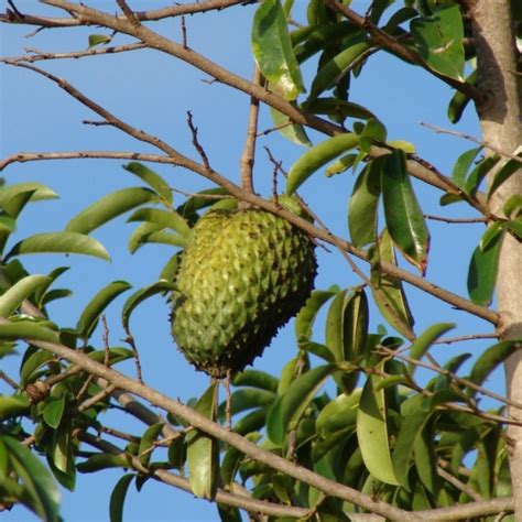 FRUIT TREE ADOPTION - Bank of Tierras