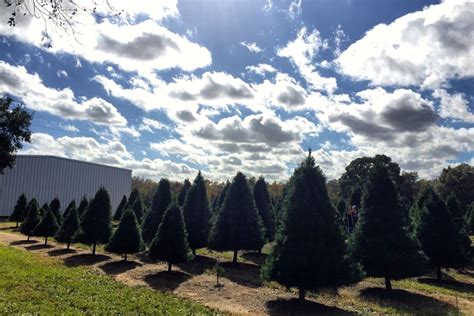 4 Christmas Tree Farms To Visit This Holiday Season | Houstonia