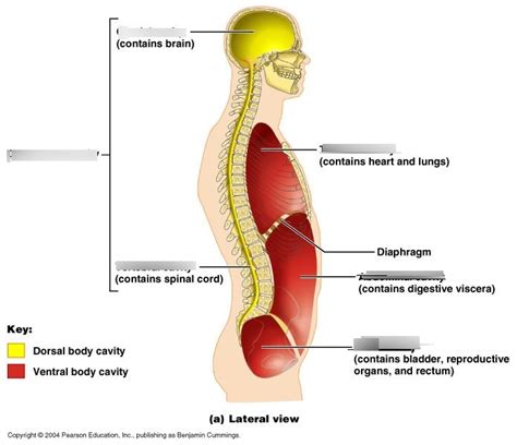 Body Cavities to know and identify for quiz/exam Diagram | Quizlet