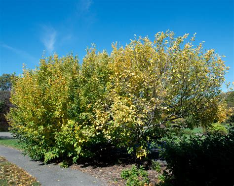 22 Stunning Witch Hazel Tree Varieties - ProGardenTips