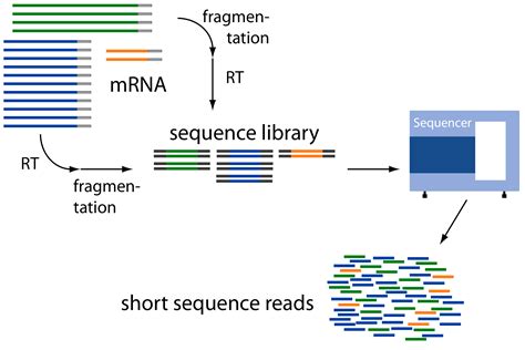 Rna Sequencing