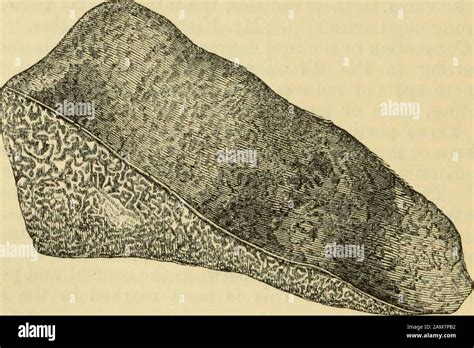 Manual of pathological anatomy . yellow engorgement of the cells,as cause and efiPect, gives ...