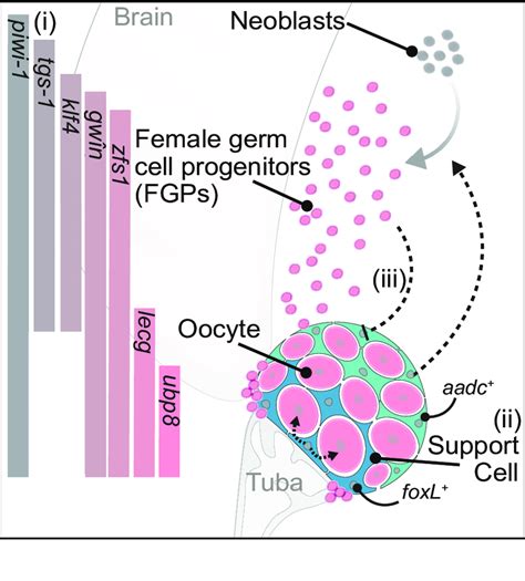 Schematic of planarian female germ cell differentiation and the roles... | Download Scientific ...