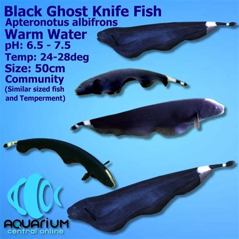 Black Ghost Knife Fish: Care, Size, Lifespan, Tank Mates