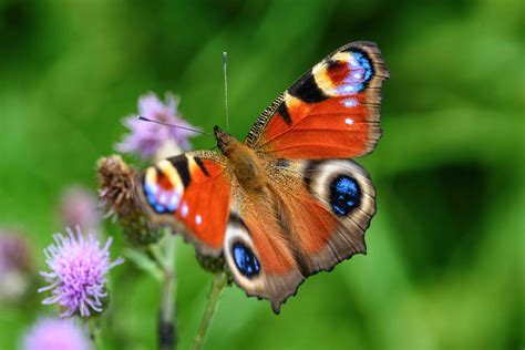 30 Peacock Butterfly Facts Too Beautiful To Miss - Facts.net