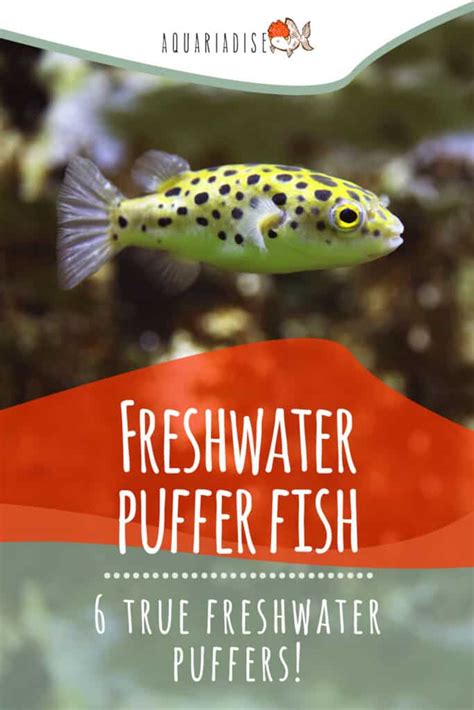 Freshwater puffer fish | 6 true freshwater puffers! | Aquariadise