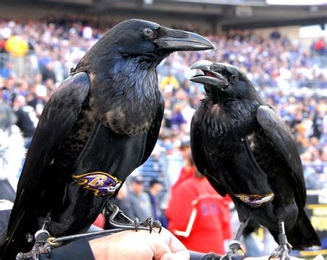 Raven mascot of the Baltimore Ravens Football Team DSC_874… | Flickr