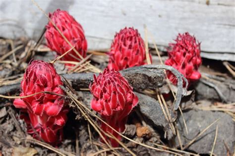 Went Outside - Discover the Rare and Beautiful Snow Plant