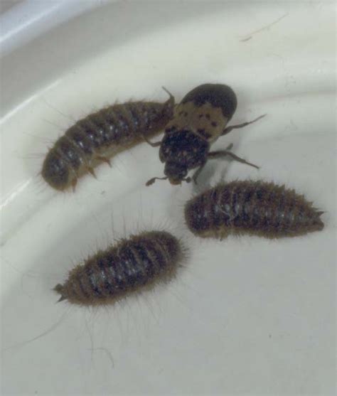 Larder Beetles: Got Pests? : Board of Pesticides Control: Maine DACF