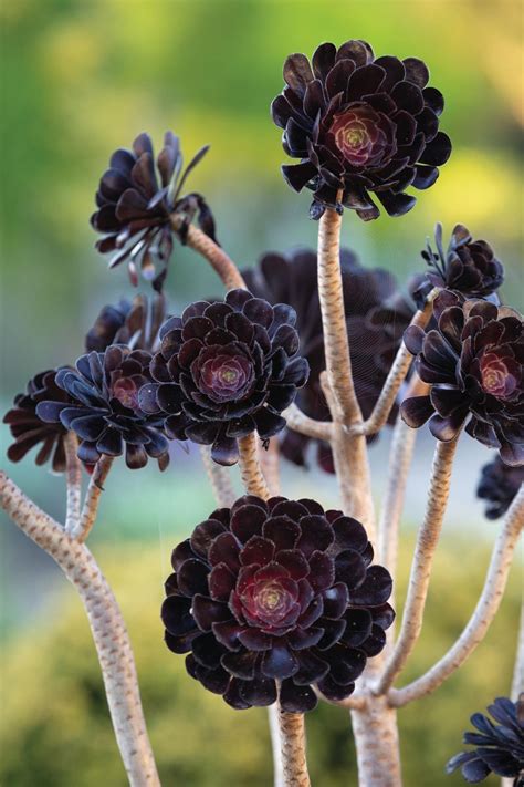 How to care for and propagate aeonium