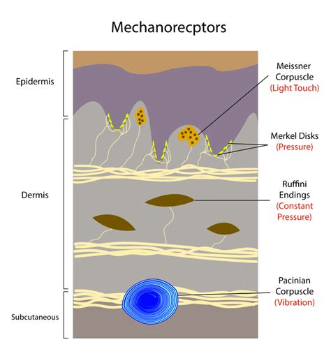 Physiology, Mechanoreceptors - StatPearls - NCBI Bookshelf