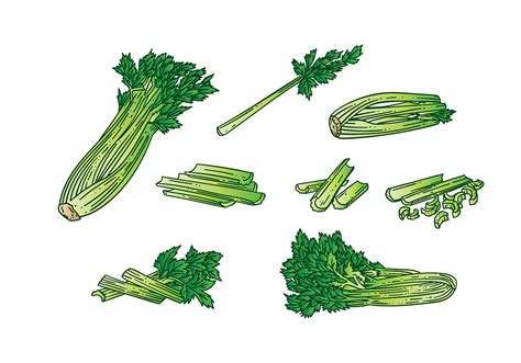 Celery Vector 123914 Vector Art at Vecteezy