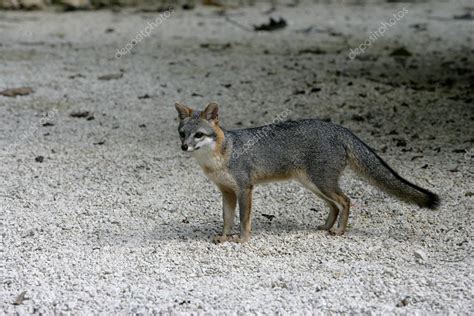 Gray fox, Urocyon cinereoargenteus Stock Photo by ©mikelane45 37791269