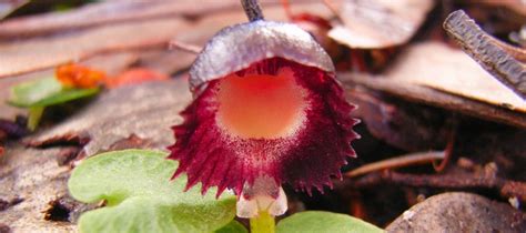 5 stunning orchids to look for in South Australia - Good Living