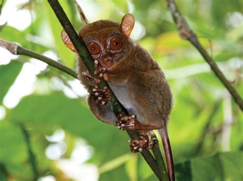 Have scientists discovered a new primate in the Philippines?