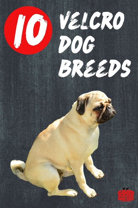 Velcro dog breeds that will stick by your side. #dogs | Dog breeds, Good doggies online, Dog ...
