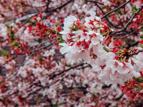 Planning your cherry blossom Japan adventure: 5 beautiful viewing spots