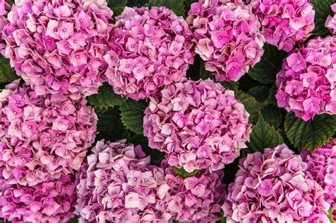 Pink hydrangea flowers bush featuring hydrangea, flowers, and hydrangea photo | Nature Stock ...