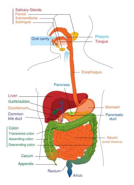 Science for Kids: The Digestive System