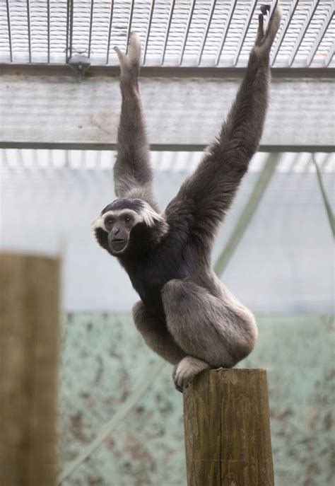 Twycross Zoo's new gibbon enclosure - Hinckley Times