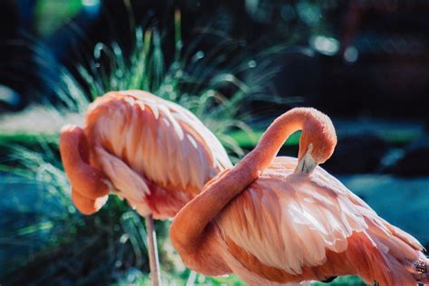 3 Flamingos Surrounded of Water during Daytime · Free Stock Photo