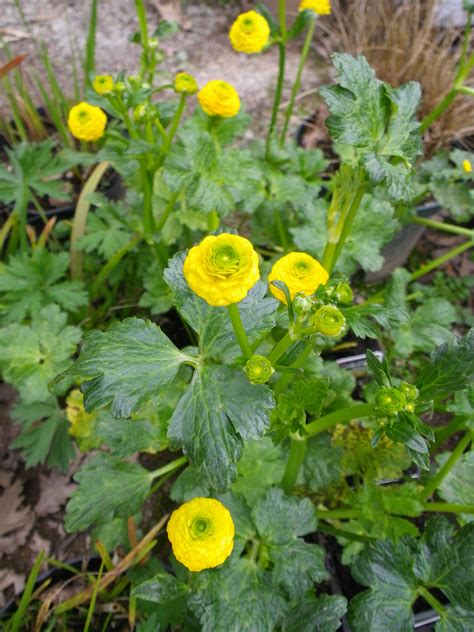 Ranunculus repens Pleniflorus (Double creeping buttercup) - Devon Pond ...