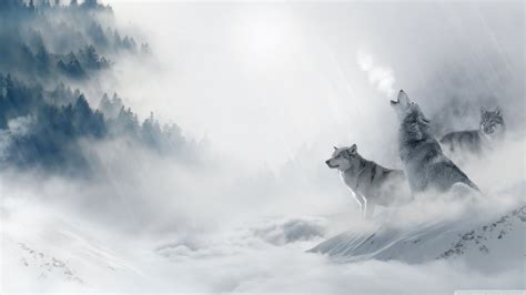 🔥 Download Wolf Howling 4k HD Desktop Wallpaper For Ultra Tv Wide by ...