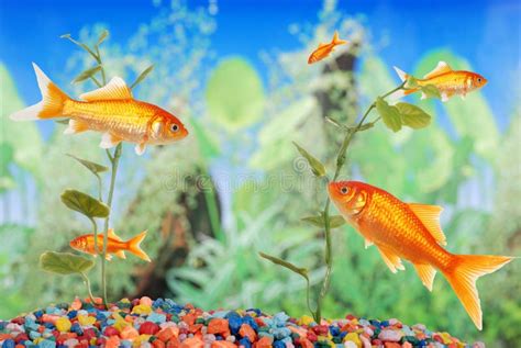 65,164 Fish Tank Stock Photos - Free & Royalty-Free Stock Photos from Dreamstime