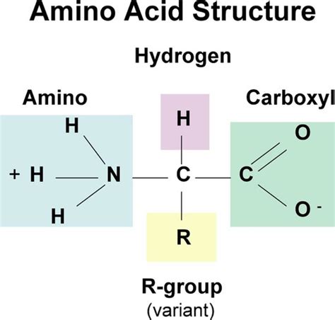 Amino Acids Flashcards | Quizlet