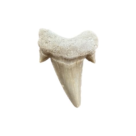 Otodus shark tooth Morocco » Prehistoric Online