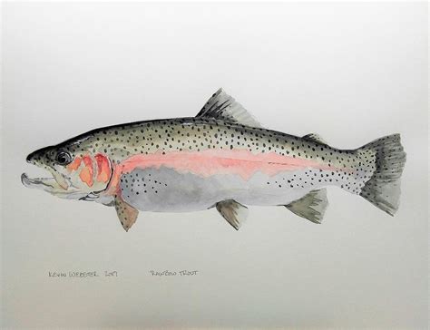 Rainbow Trout Painting | ubicaciondepersonas.cdmx.gob.mx