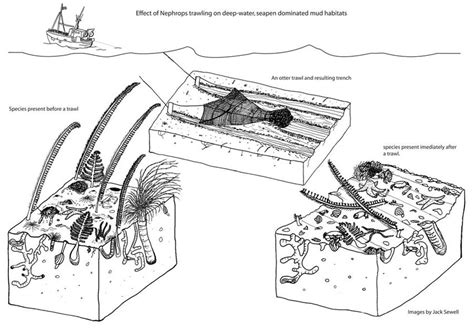 Diagrammatic cross-sections of sediment with infauna and the likely ...