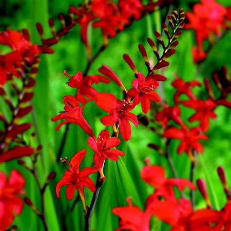 Crocosmia "Lucifer" Bulbs | Departments | DIY at B&Q