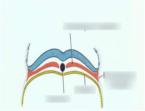 Derivatives of the intra-embryonic mesoderm Diagram | Quizlet