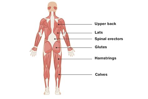 Posterior Chain: What Is It and Why Should You Train It? | BODi