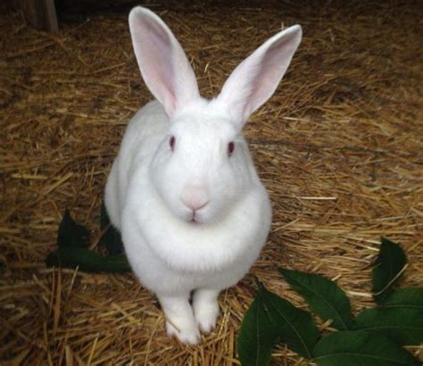 Are New Zealand rabbits good pets? | New zealand rabbits, Rabbit breeds ...