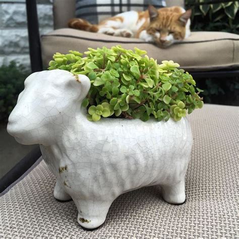 Chia pet! Ogon Sedum in the cutest of sheep planters I found at @joann_stores (and a sleeping ...