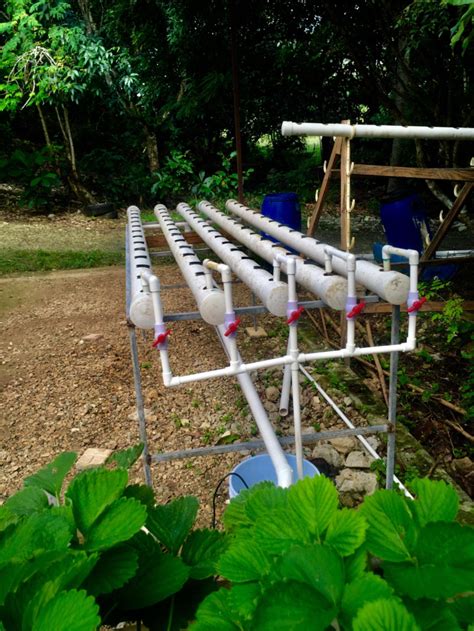 3 Important Steps to Build a NFT Hydroponics System – Taíno Farm