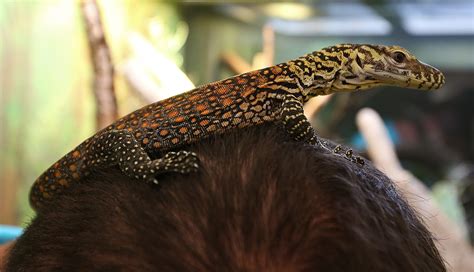 Baby Komodo dragon debuts at San Antonio Zoo - San Antonio Express-News