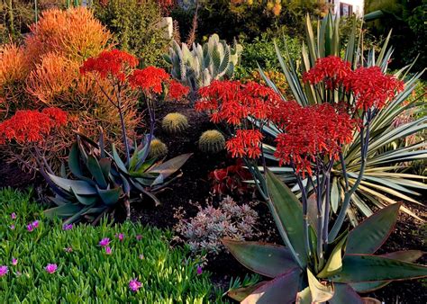 Colorful, Drought-Tolerant Garden | Drought tolerant garden, Xeriscape plants, Drought tolerant ...