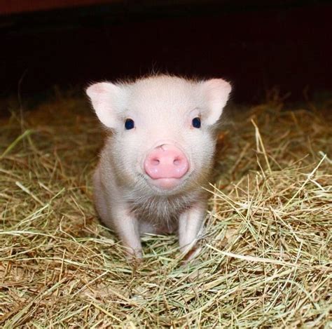 Isn't this face just the cutest?! At Mini Pig World, we have purebred julianas (the smallest ...