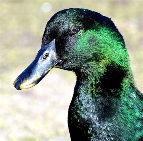 cayuga-head-shot | Duck breeds domestic, Cayuga, Pet ducks