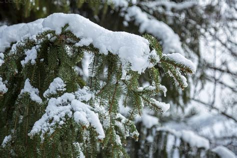 Close-up of Winter pine tree branches covered with snow. Frozen tree branch in winter forest ...