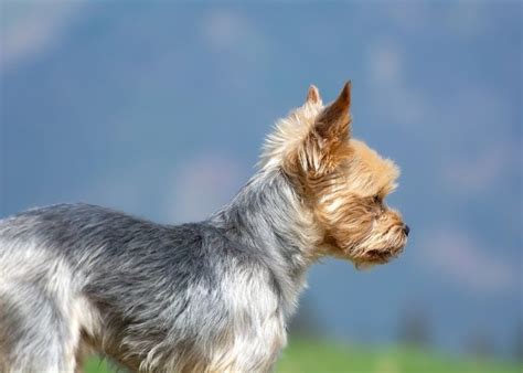 Introducing The Intelligent Yorkie and Silky Terrier Mix - Our Yorkie