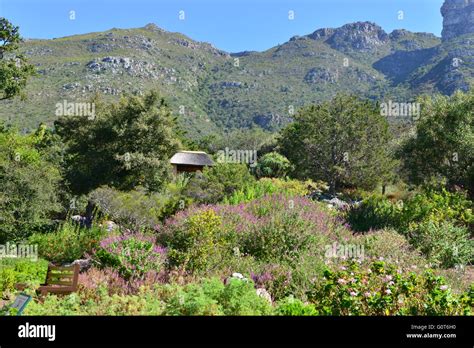 Botanical gardens at the Western Cape of South Africa Stock Photo - Alamy